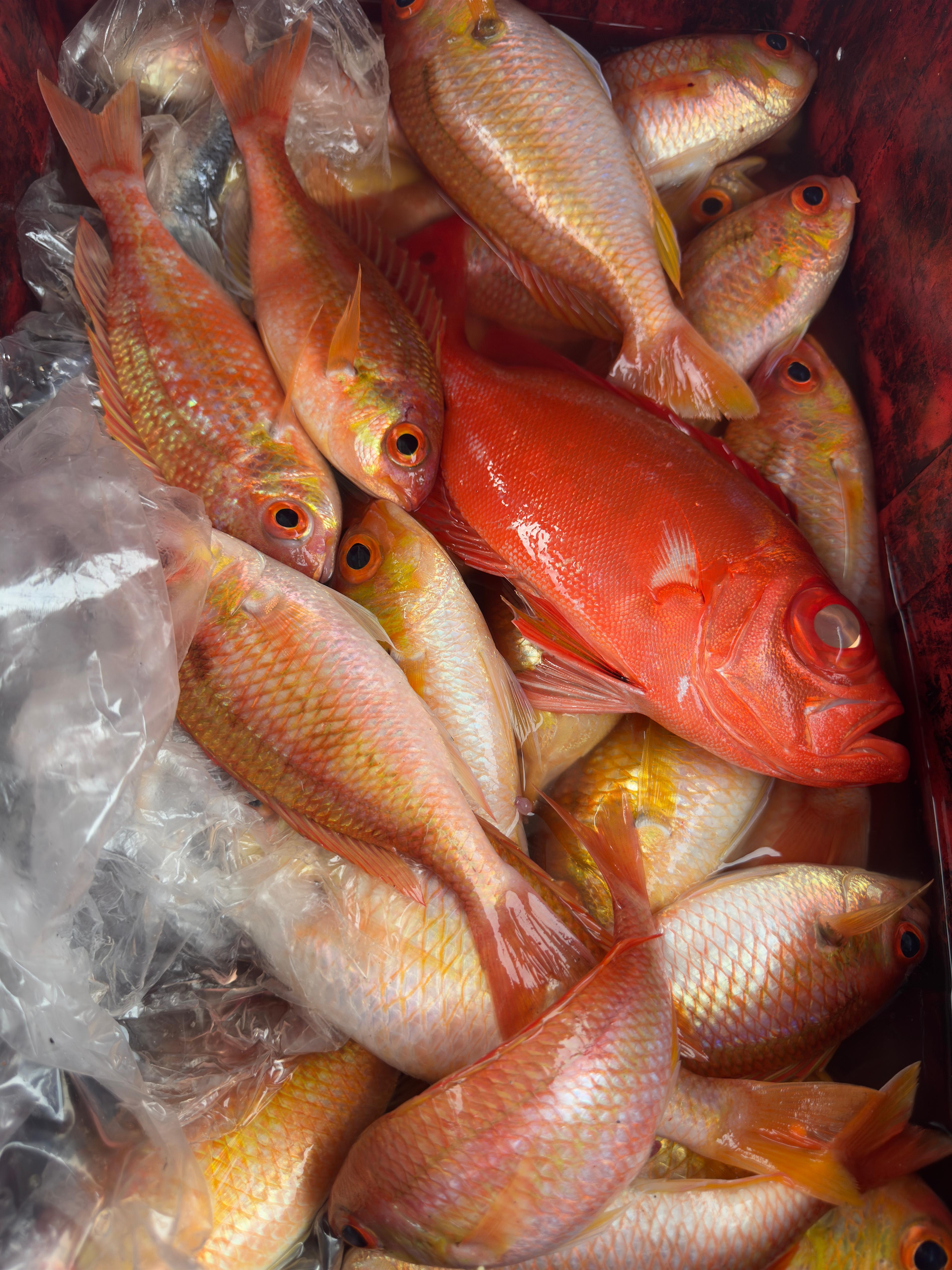 Colorful red and pink snapper close-up
